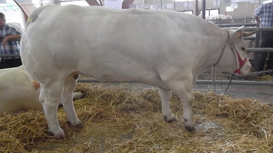 Concours animaux de boucherie de Saulieu, août 2013