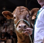 Limousin