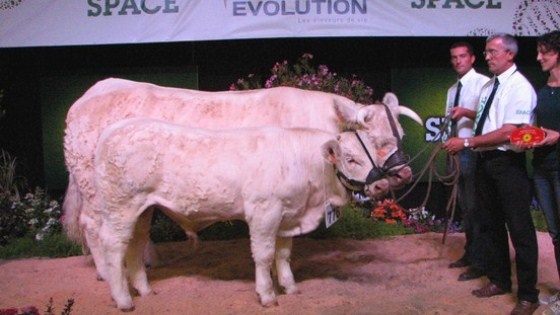 Delphine au Gaec Richard (85) remporte le championnat femelle de la race charolaise.