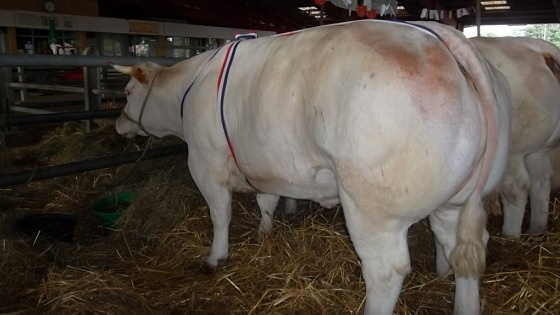 Concours de Sancoins 30-31 aout 2013
