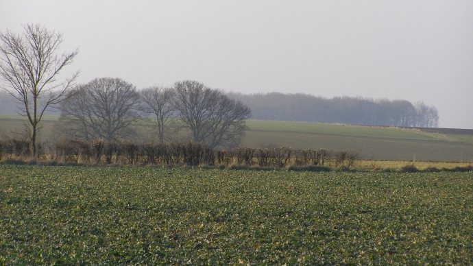 Paysage agricole.