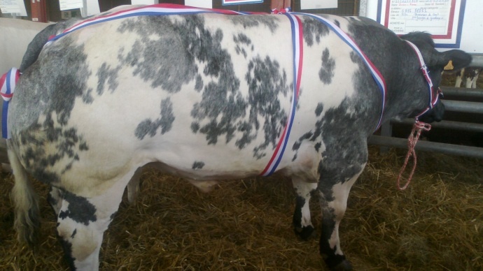 bovin blanc bleu belge