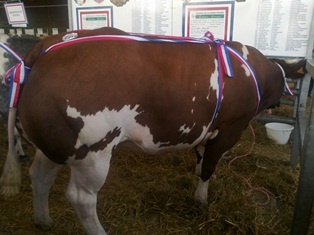 Vache au concours d'Evron.