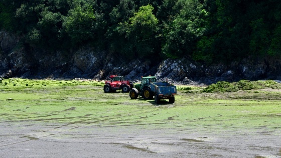 Ramassage d'algues vertes en Bretagne