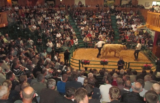 Ventes aux encchères Charolais