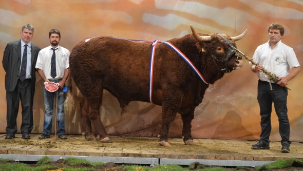 Coquet, rappel de championnat mâle