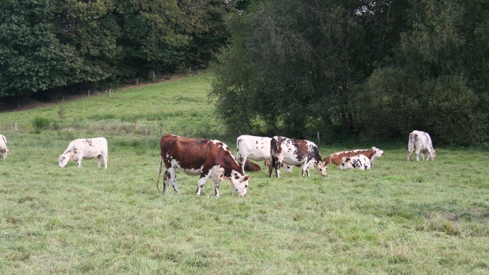 Vaches normandes au pré. 