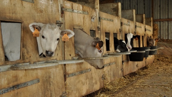 Veaux croisés Holstein par charolais