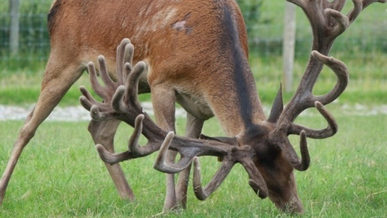 Cerf de nouvelle zelande