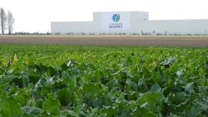 Florimond Desprez occupe la première place sur le marché mondial de la semence de betteraves depuis trois ans.
