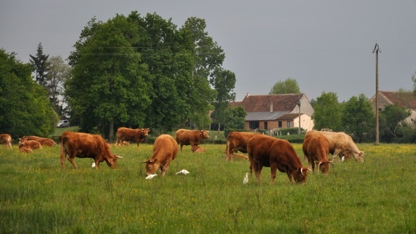 Les élevage allaitants biologiques consomment trois fois moins d'antibiotiques que la moyenne.