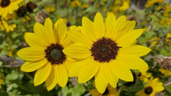 Helianthus annus 'Sunblast'.