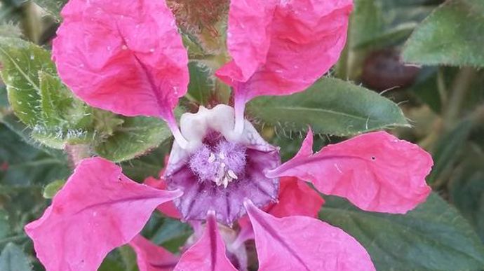Cuphea procumbens SWEET TALK™ Deep Pink.