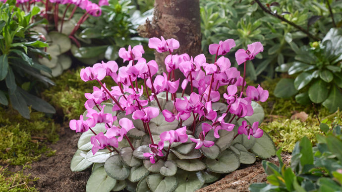 Cyclamen coum KOUMY® Pink Silver Leaf.