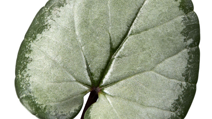 Cyclamen coum KOUMY® Rose Gris.