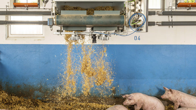 - Big Dutchman s’adapte au développement du porc sur paille avec le robot de paillage OlliGES. Le dispositif distribue à la paille aux endroits de la case qui en ont besoin, dans la quantité nécessaire. Il détermine ces paramètres en toute autonomie grâce à des mesures par caméra infrarouge.