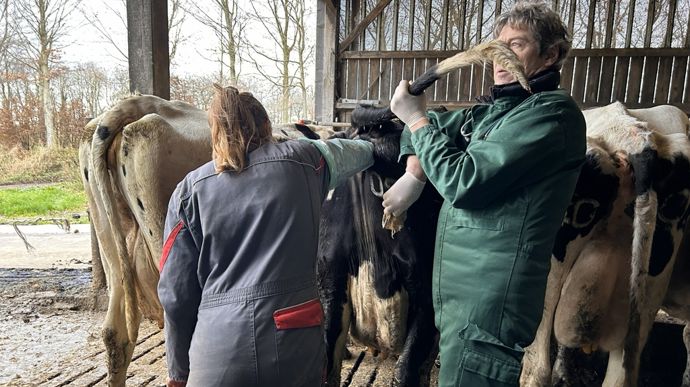 Pour le vétérinaire, une vache doit être "propre" entre 40 et 60 jours après le vêlage.