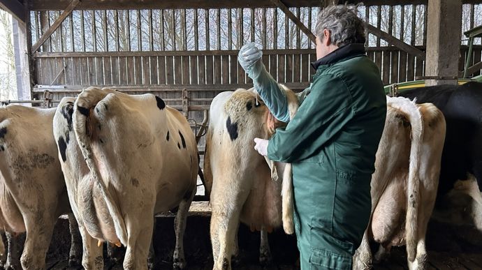 Pour Arnaud Triomphe, la fouille vaginale est indispensable avant la mise à la reproduction.