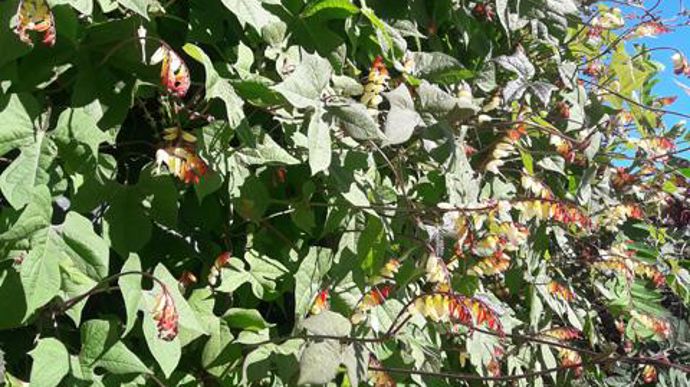 ©O.Maillard Mina lobata, au parc du végétal Terra Botanica d'Angers (49). 
