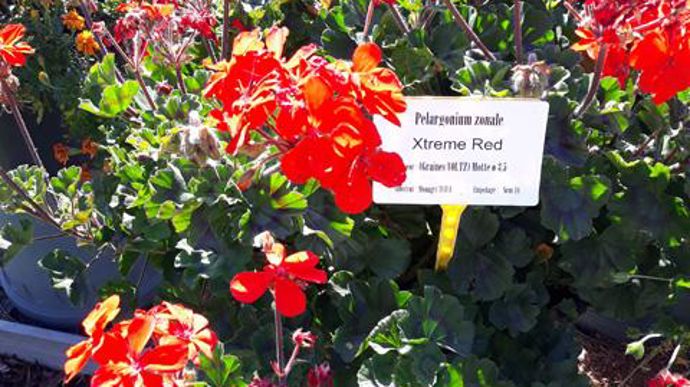 ©O.Maillard Pelargonium zonale Xtreme® Red, à la station d'expérimentations Ratho, à Brindas (69). 