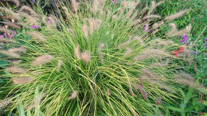 ©O.Maillard Pennisetum alopecuroides 'Hameln' Gold, à Agrocampus Ouest d'Angers (49). 