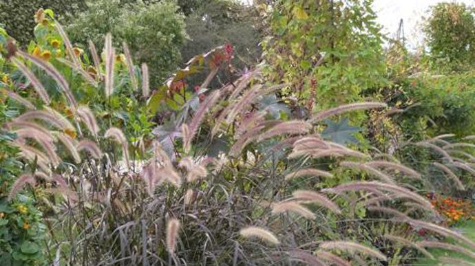 ©O.Maillard Pennisetum setacetum 'Mettalica', au Jardin des plantes du Museum d'histoires naturelles (MNHN) de Paris (75). 