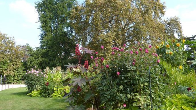©O.Maillard Presentation de Dalhia 'Label Rouge', au Jardin des plantes du Museum d'histoires naturelles (MNHN) de Paris (75). 