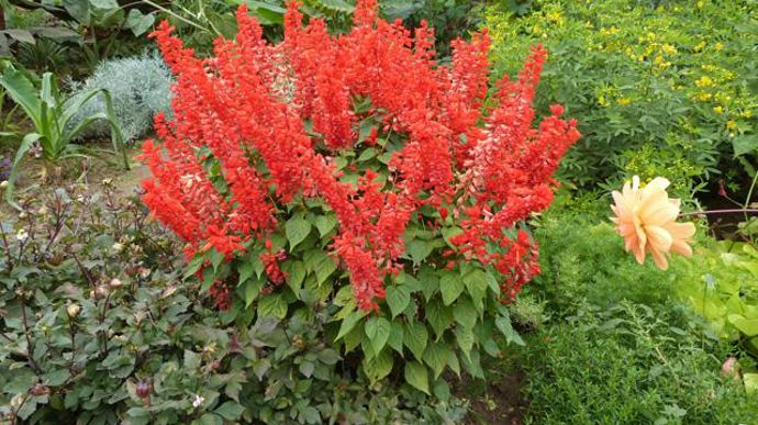 ©O.Maillard Salvia splendens 'Lighthouse', au Jardin des plantes du Museum d'histoires naturelles (MNHN) de Paris (75). 