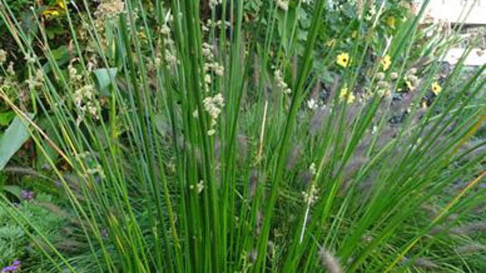©O.Maillard Scirpoides holoschoenus, à Agrocampus Ouest d'Angers (49). 
