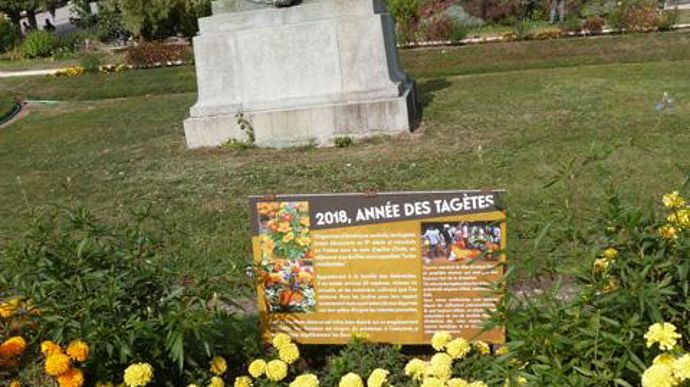©O.Maillard Tagetes erecta 'Little Duck' Yellow, au Jardin des plantes du Museum d'histoires naturelles (MNHN) de Paris (75). 