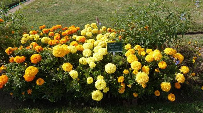 ©O.Maillard Tagetes erecta 'Sun Spot', au Jardin des plantes du Museum d'histoires naturelles (MNHN) de Paris (75). 