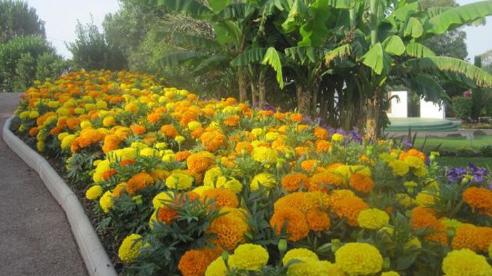 ©O.Maillard Tagetes erecta 'V. Taishan' French Garden F1, à Agrocampus Ouest d'Angers (49). 