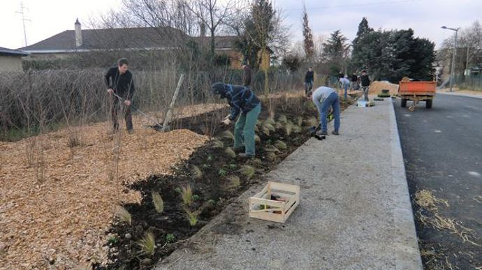 12. Fin de plantation et paillage.
