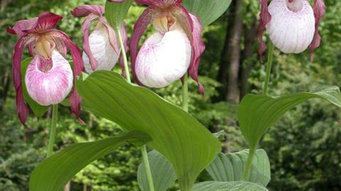 10. Cypripedium hybride ‘Philip' en situation. Hauteur : entre 35 à 60 cm selon les cultivars.