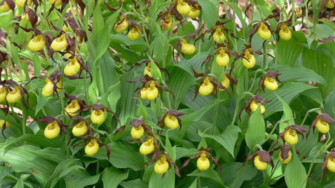 11. Cypripedium hybride ‘Hank Small' in situ.
