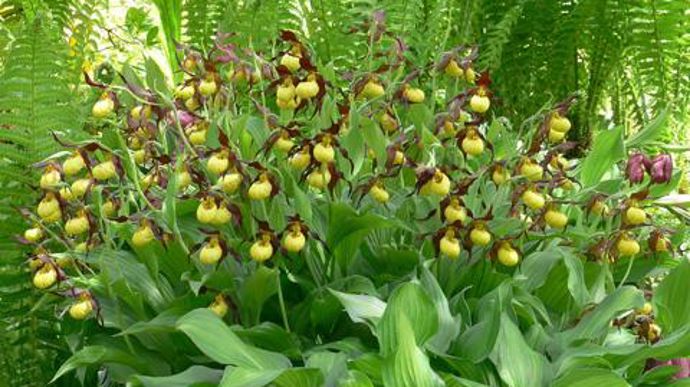 12. Cypripedium hybride ‘Hank Small' in situ. Attention aux plantes envahissantes, et aux limaces.