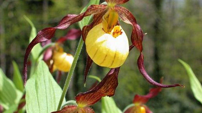 13. Zoom sur Cypripedium hybride ‘Hank Small'.