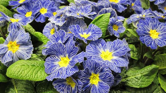 01. INNOVERT® d'Or « Horticulture » : Primula acaulis F1 ‘Zebra' Blue, Raes Bloemzaden, Destelbergen, (Belgique).