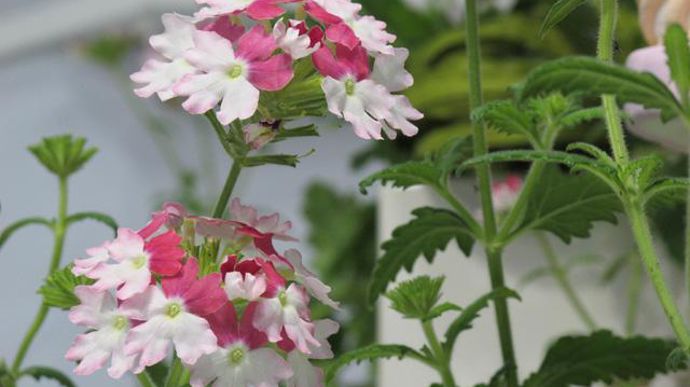 02. INNOVERT® d'argent « Horticulture » : Verbena X ‘Lanai' Pink Twister Flagdena, FloriPro Services (ex-Syngenta Flowers), Les Ponts-de-Cé (49).