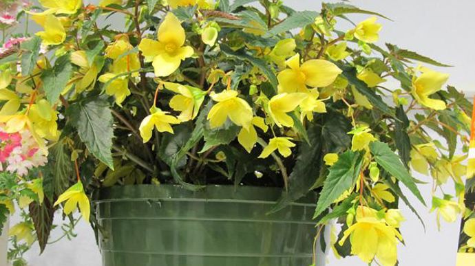 03. INNOVERT® de bronze « Horticulture » : Begonia boliviensis MILLION KISSES TM ‘Honeymoon' Yamoon, Graines Voltz, Colmar (68).