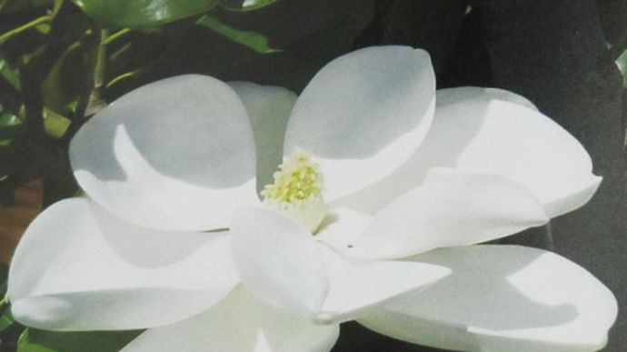 04. INNOVERT® d'Or « Pépinière » : Magnolia grandiflora ‘Mont Blanc', Pépinières d'Egandou, Montaigut-sur-Save (31), Pép. Ripoche, La Chapelle-Basse-Mer (44) et Pép. du Val d'Erdre, Saint-Mars-du-Désert (44).