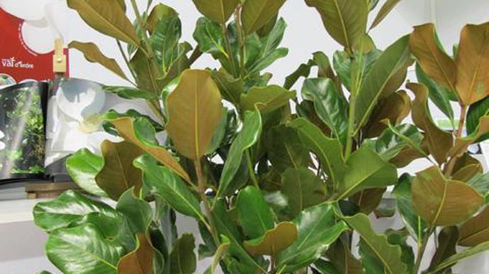 05. INNOVERT® d'Or « Pépinière » : Magnolia grandiflora ‘Mont Blanc', Pépinières d'Egandou, Montaigut-sur-Save (31), Pép. Ripoche, La Chapelle-Basse-Mer (44) et Pép. du Val d'Erdre, Saint-Mars-du-Désert (44).