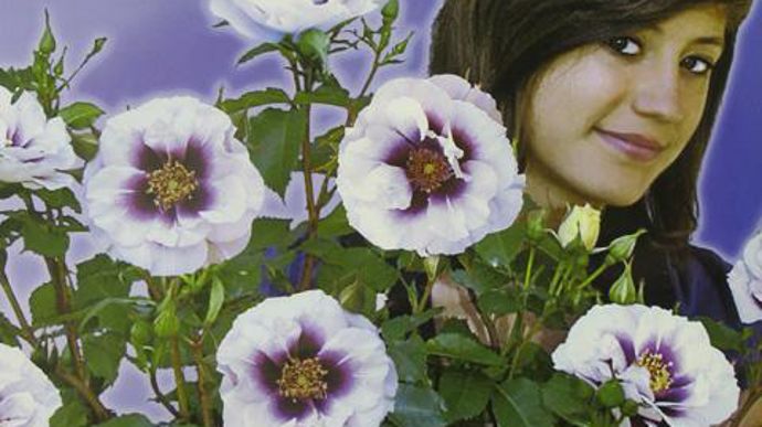 06. INNOVERT® d'argent « Pépinière » : Rosa BLUE EYES® ‘Pejbigeyej, Pépinières de la Saulaie, Doué-la-Fontaine (49).