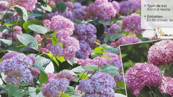 07. INNOVERT® de bronze « Pépinière » : Hydrangea arborescens INVINCIBELLE® ‘Nchal', Pépinières Minier, Beaufort-en-Vallée (49).
