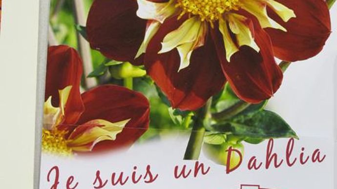 09. INNOVERT® d'argent « Innovation commerciale végétale » : Gammes de dahlias Label Rouge, Jeanne de Laval,  Anse (69) et Ernest Turc Productions, Angers (49).