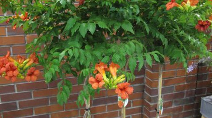 Photo : Valérie Vidril L'or pour Campsis x tagliabuana SUMMER JAZZ FIRE ‘Takarazuka Fresa' (Ozdobne Olszewscy, Pologne). Bignone au port compact (1 m par an) aux fleurs rouges sur ses pousses de l'année.