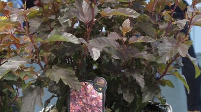 Photo : Valérie Vidril L'argent pour Physocarpus opulifolius LITTLE ANGEL Hoogi016 (G. Hoogenraad, Pays-Bas). Arbuste de croissance lente et compacte (1 m de hauteur) aux tiges brunes et au feuillage foncé, de rouge orangé à Bourgogne sombre.