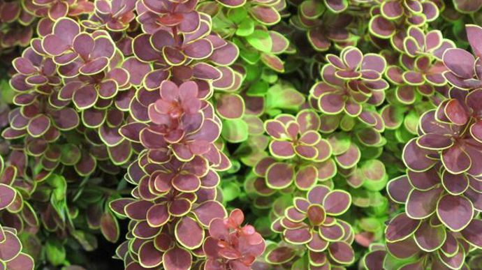 Photo : Valérie Vidril L'argent pour Berberis thunbergii ‘Orange Sunrise' (Szkotki Kurowscy, Pologne). Jeunes pousses rouge orangé intense et feuilles anciennes bordées d'or. Port érigé (jusqu'à 1,5 m), croissance rapide et feuillage rond bien dense.
