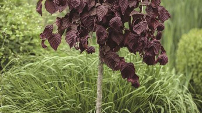 Photo : Green is life Le bronze pour Corylus avellana PURPLE UMBRELLA ‘JM 251' (Szkotka Szmit, Pologne). Premier noisetier à port pleureur en ombrelle, au feuillage rouge, pourpre sombre au printemps. Pas plus de 2 à 2,5 m.