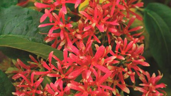 Photo : Green is life Mention spéciale pour Heptacodium miconioides TIANSHAN ‘Minhep' (Minier Pépinières, Beaufort-en-Vallée, 49). Port compact (2,5 m), croissance lente. Fleurs en panicules dès le mois de septembre puis sépales rouges bien visibles après la floraison.